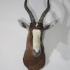 AFRICAN BLESBOK TAXIDERMY MOUNT FOR SALE