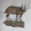 AFRICAN BUSHBUCK LIFE SIZE MOUNT FOR SALE