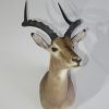 AFRICAN IMPALA TAXIDERMY MOUNT FOR SALE