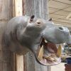 African Hippopotamus Taxidermy Shoulder Mount For Sale