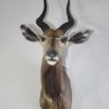 AFRICAN NYALA TAXIDERMY MOUNT FOR SALE