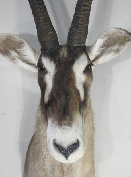AFRICAN ROAN TAXIDERMY TROPHY FOR SALE